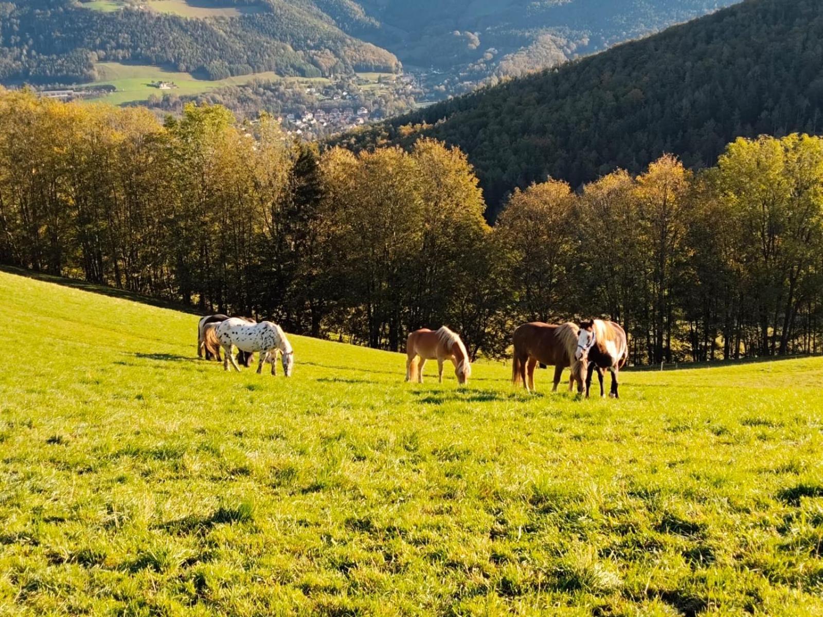 Miniferienwohnung Fuer Unkompliziertes Naturliebhaberpaerchen Payerbach Esterno foto